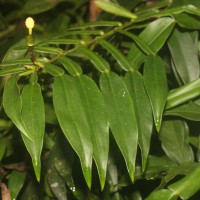 Pothos hookeri Schott